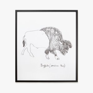 대시우드,Buffalo / American Bison by Hugo Guinness - Frame
