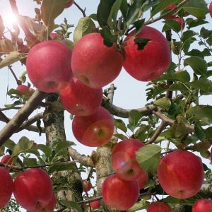 [봉화미담] 빨간 햇사과(흠집사과) 10kg 27-32과 #당도보장 #알속중량 그대로[10