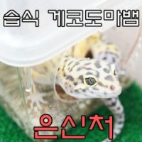 도마뱀 습식 은신처 S 레오파드 게코 집 파충류은신처