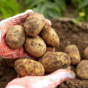 착한식탁 [착한식탁] 포슬포슬 감자 10kg 중