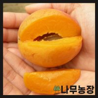 나무농장 살구나무 하코트 R2 결실주 분 1개