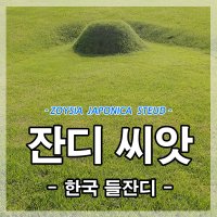 한국잔디씨앗 20g-3개 3평방미터용 잔디씨 산소 정원 공원 골프장