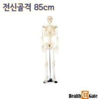 인체골격모형 인체모형 전신골격 85cm 102