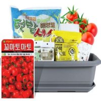 토마토 채소 상추 깻잎 새싹보리 베란다텃밭 실내화분