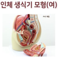 여성 생식기 인체 모형 자궁모양 실제크기 인체골격도