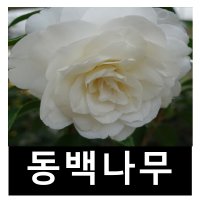 백동백나무 묘목 겹꽃 7치