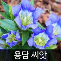 용담씨앗 용담 씨앗 ( gentiana scabra seed 1000알 )