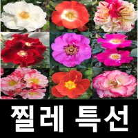 찔레장미나무 카르미니아 향수장미 P14포트