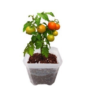 방울토마토 키우기 키트/체험/어린이/관찰일지