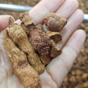 참구수한 둥굴레차 5년산 국산둥글레300g 언니랑마시자, 초록영농 언니랑마시자