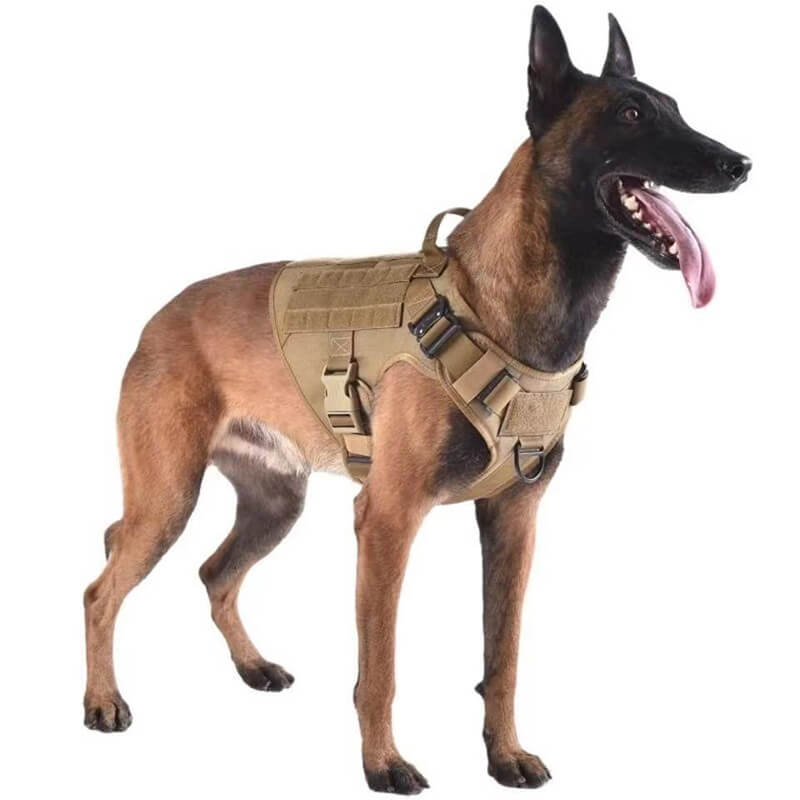 doberman with tactical vest