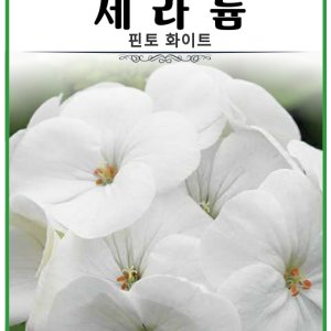 제라늄 핀토 화이트 5립 열대성꽃씨 희귀 발코니 분화