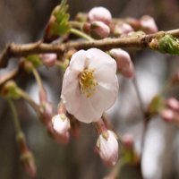 벚꽃나무 왕벚 접목1년특 3주묶음 묘목 k0897