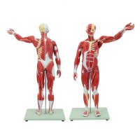 인체 모형 근육 해부학 뼈 전신 해골 표본 척추 교육