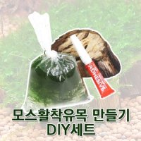 아쿠아마켓 모스활착유목 만들기 DIY세트