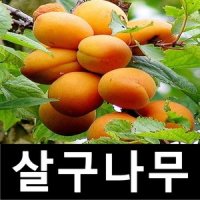 살구나무 묘목 하코트 접목3년 분