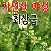 청정가 영농조합법인 야생야관문 자연산 야관문 비수리  1개  상세정보참조