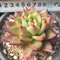 [수암다육] 로또 랜덤발송 Echeveria 다육 다육이 다육식물  1개