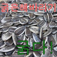 햄스터 해바라기씨 1kg 대형 굵은 다람쥐 사료 먹이