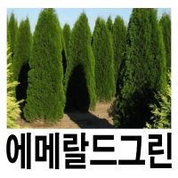 에메랄드그린나무 묘목 5치포트묘