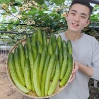 가우농산 다다기 오이 20개 (4kg 내외)