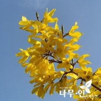 개나리 묘목 개화주