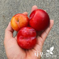 [나무인] 왕자두나무묘목(왕자두/추희/피자두/후무샤)중 택1 2그루