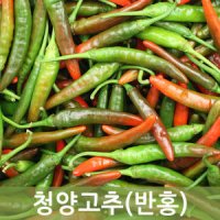 청양고추(반홍)10kg ,5kg 청양혼합  두리반농산