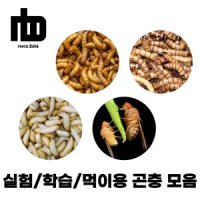 (실험/학습/먹이용) 엔비 슈퍼 밀웜 왁스웜 흔적날개초파리 사마귀 장수풍뎅이 사슴벌레