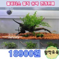 볼비티스 활착수초(10~14cm) 고급수초  1개