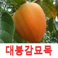 성실D 야오끼 개량대봉 감나무묘목 접목1년 2그루