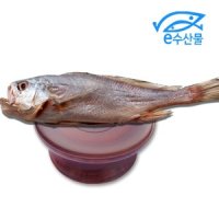 반건조 제수용 침조기 긴가이석태 황민어 대34cm 제사용생선 제수생선