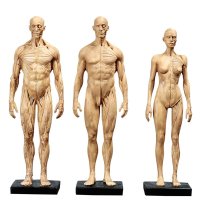 전신근육모형 인체근육모형 미술 해부학 재활의학과