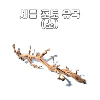 세틀 포도나무 유목 소 천연유목