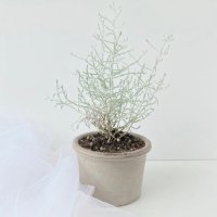 [텐바이텐] 쿠션부쉬 실버트리 은빛식물 희귀식물 마오리 호주야생화 카페식물