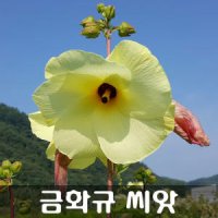 [해피플라워] 식물성 콜라겐 꽃차만들기 금화규씨앗 600립 / 봄 파종 웰빙식품 종자