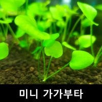 [수초몰] 미니 가가부타 초보자수초 자연수초 레어템  (특가) 1촉