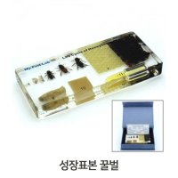 과학실표본 곤충관찰블록 성장표본꿀벌 생물학습표본