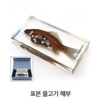 생물학습표본 물고기해부표본 과학실교구 관찰블록