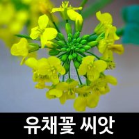 유채씨앗 유채꽃 씨앗 꽃씨 종자 야생화 1000알