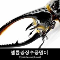 곤충표본/건조표본/넵튠왕장수풍뎅이/Dynastes neptunus