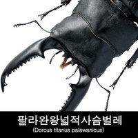 곤충표본/건조표본/팔라완왕넓적사슴벌레/Dorcus titanus palawanicus