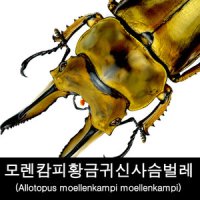 사슴벌레표본/곤충표본/건조표본/모렌캄피황금귀신사슴벌레/Allotopus moellenkampi moellenkampi