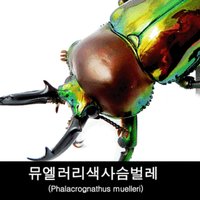 곤충표본/건조표본/뮤엘러리색사슴벌레/Phalacrognathus muelleri