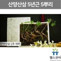 산양산삼 6년근 7년근 5뿌리 산양삼 국산 장뇌삼 인삼뿌리 부모님 설선물