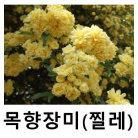 목향장미 찔레 노랑색 포트묘