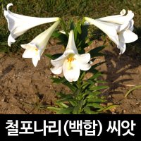 철포나리 씨앗 철포백합 흰백합 나팔백합 lilium formosanum seeds 20알