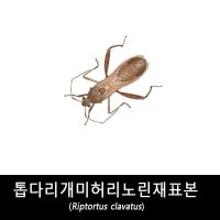 톱다리개미허리노린재표본/Riptortus clavatus