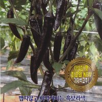 가지고추 아삭이블랙 1000립/과채류/채소씨