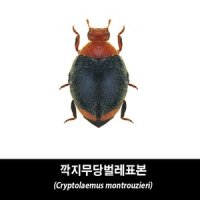 깍지무당벌레표본-Cryptolaemus montrouzieri